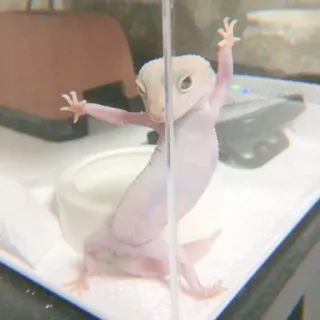 🦎 bcf26066 gecko, lagarto, animal, animal de estimação, fofo, réptil whatsapp sticker