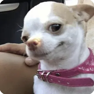 😏 15ccbaf9 perro, chihuahua, mascota, animal, lindo, collar whatsapp sticker