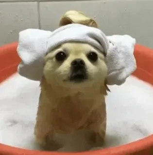 😶 33bd3341 perro, baño, mascota, lindo, animal, toalla whatsapp sticker