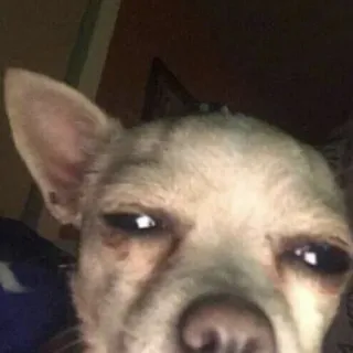 😐 34f8cd9e perro, chihuahua, mascota, animal, meme whatsapp sticker