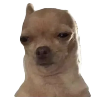 😒 442fc3a7 perro, chihuahua, meme, divertido, animal, mascota whatsapp sticker