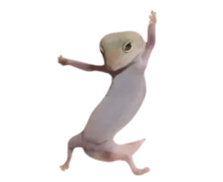 🤪 48d02309 animal, lagarto, albino, pose, gracioso whatsapp sticker