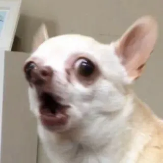 😯 4b35e3ff perro, chihuahua, animal, impactado, meme, gracioso, sorprendido whatsapp sticker