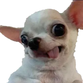 🤪 4f4e6769 perro, chihuahua, animal, mascota, divertido, lindo whatsapp sticker