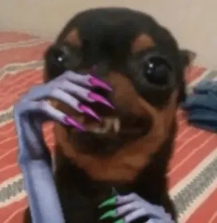 😅 5327e5c8 perro, uñas, gracioso, meme, mascota whatsapp sticker