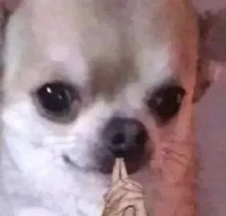 🧐 6b7a8911 chihuahua, perro, lindo, animal, mascota, meme whatsapp sticker