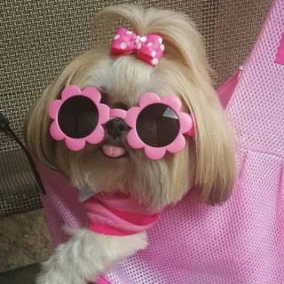 💋 6c32da71 perro, gafas de sol, lindo, mascota, animal, rosa whatsapp sticker