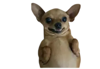 😬 71ad80d7 perro, chihuahua, animal, mascota, lindo, gracioso, meme whatsapp sticker