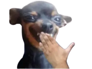 😅 7716a915 perro, animal, gracioso, mascota, mano whatsapp sticker