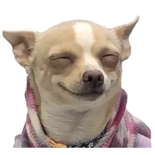 🙂 7d3e1a64 perro, chihuahua, animal, mascota, lindo, feliz, sonriendo whatsapp sticker