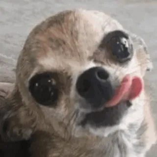 😋 7dee4464 perro, chihuahua, animal, mascota, lengua, lindo whatsapp sticker