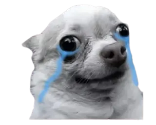 😢 bb0125f6 perro, llorando, triste, chihuahua, lágrimas whatsapp sticker