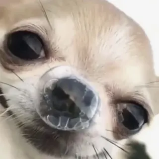 🙂 caabcaf6 chihuahua, perro, animal, mascota, lindo, retrato whatsapp sticker