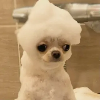 😕 cc3901be perro, chihuahua, baño, burbujas, lindo, mascota whatsapp sticker