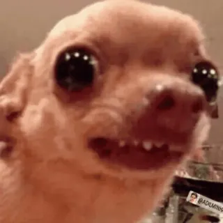 😳 e85de5a4 chihuahua, perro, mascota, animal, divertido whatsapp sticker