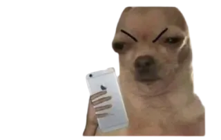 😡 ed232867 perro, chihuahua, teléfono, animal, mascota, meme whatsapp sticker