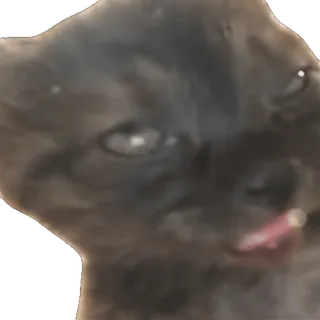 🥱 1fd6f6a5 猫, 子猫, 動物, ペット, なめる, 舌, 可愛い whatsapp sticker