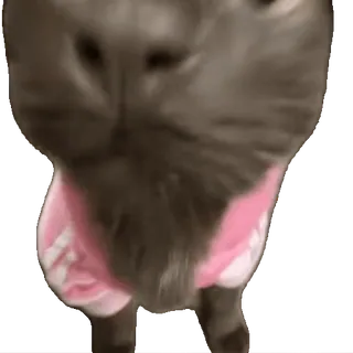 🎉 2ff7e89c 猫, 動物, ペット, 家畜, 黒猫, 子猫, 可愛い whatsapp sticker