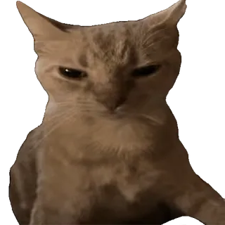 🤬 89c068e5 猫, ネコ科, ペット, 動物, 飼い猫, 茶トラ猫 whatsapp sticker