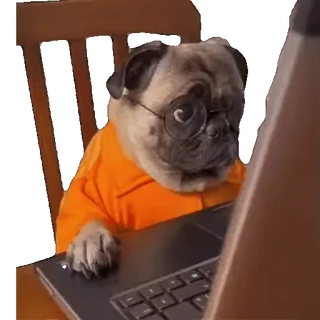 👨‍💻 97d07b41 犬, パグ, コンピューター, ノートパソコン, 動物, メガネ whatsapp sticker