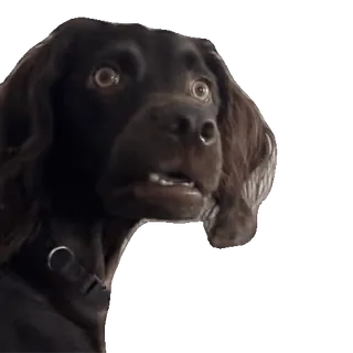 😦 dc99feea 犬, 動物, ペット, 茶色, 可愛い, 目 whatsapp sticker