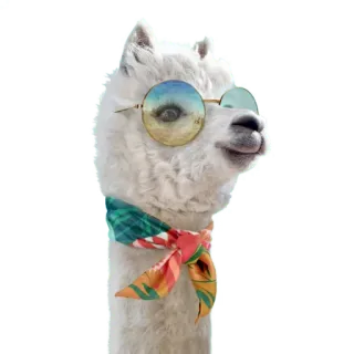 🏝 fddffe62 ラマ, 眼鏡, 動物, サングラス, スカーフ, アルパカ telegram sticker