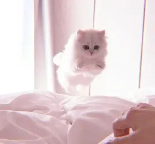 🥺 05238291 kucing, anak kucing, imut, putih, hewan peliharaan, berbulu telegram sticker