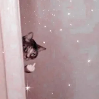 🖕 29246752 kucing, jari tengah, gestur ofensif, hewan, anak kucing, kasar telegram sticker