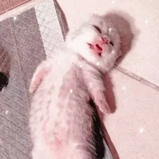 Cute cats whatsapp stickers