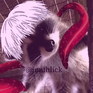 😳 de699347 @jmuhlick енот, животное, мем, смешной, милый telegram sticker