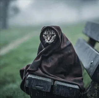 😐 5a166505 gato, cobertor, banco, animal, animal de estimação, fofo, aconchegante telegram sticker