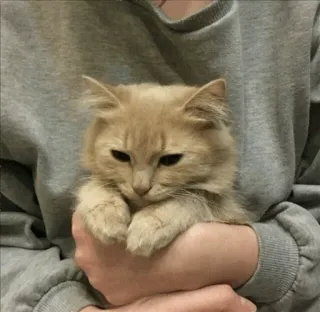 ☹ 84a0d373 gato, gatinho, animal de estimação, animal, fofo, fofo, gato doméstico telegram sticker