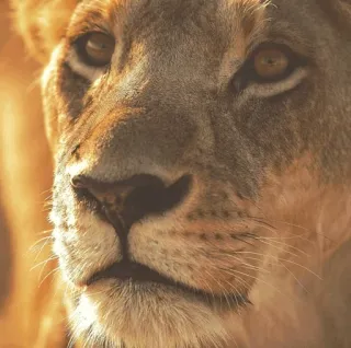 😕 13d5633b leeuw, dier, kat, wildlife, natuur telegram sticker