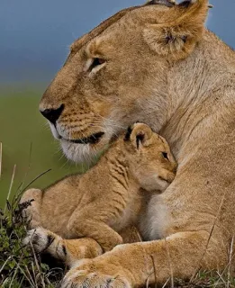 AT♥lions telegram stickers