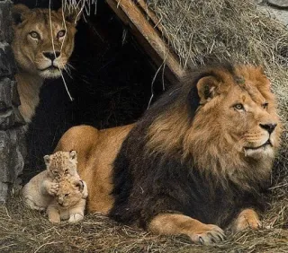 👨‍👩‍👧‍👦 4498f080 leeuw, leeuwen, leeuwin, welp, familie, wilde dieren, dieren telegram sticker