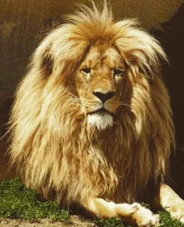 😐 64ed63d8 leeuw, dier, zoogdier, wildlife, natuur, koning telegram sticker