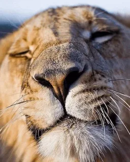 😐 6bc1daef leeuw, dier, zoogdier, wilde dieren, kat telegram sticker