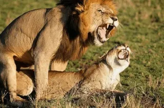 💦 7405fcf6 dieren, leeuw, leeuwen, wilde dieren, katten, paring telegram sticker