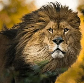 😐 b4144ccd leeuw, dier, koning, afrika, natuur, wildlife telegram sticker