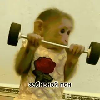 👿 23fb3a6b забивной пон singe, haltérophilie, exercice, entraînement, animal, mignon telegram sticker