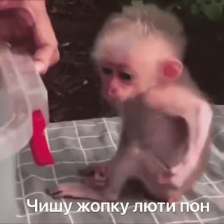 Пон :: @fStikBot whatsapp stickers