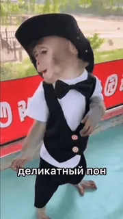 🎩 35ddb4b5 деликатный пон singe, costume, chapeau, animaux, mignon, drôle telegram sticker