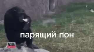 😶 6cbd7862 парящий пон singe, animal, mème, drôle, blague telegram sticker