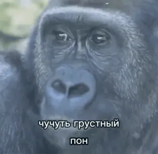 😢 c859ba85 чучуть грустный
пон gorille, triste, singe, animal, mème telegram sticker