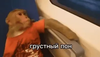 😭 d672d97f грустный пон singe, grand singe, animal, triste, poney telegram sticker