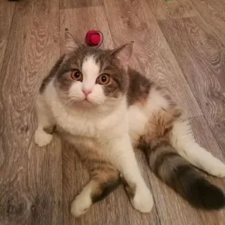 😀 33e9b340 猫, 小猫, 宠物, 家畜, 毛茸茸, 哺乳动物 telegram sticker