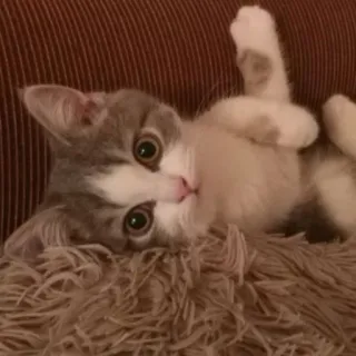 ☺️ 35462ee9 猫, 小猫, 可爱, 宠物, 动物, 家养 telegram sticker