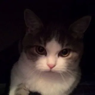 😈 50deb1c3 猫, 动物, 宠物, 家猫, 猫科动物, 可爱 telegram sticker