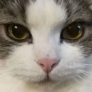 Atlas telegram stickers