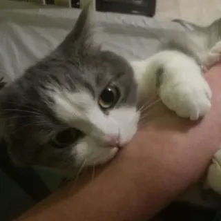 😋 b6c6bab8 猫, 宠物, 动物, 可爱, 家猫, 小猫 telegram sticker